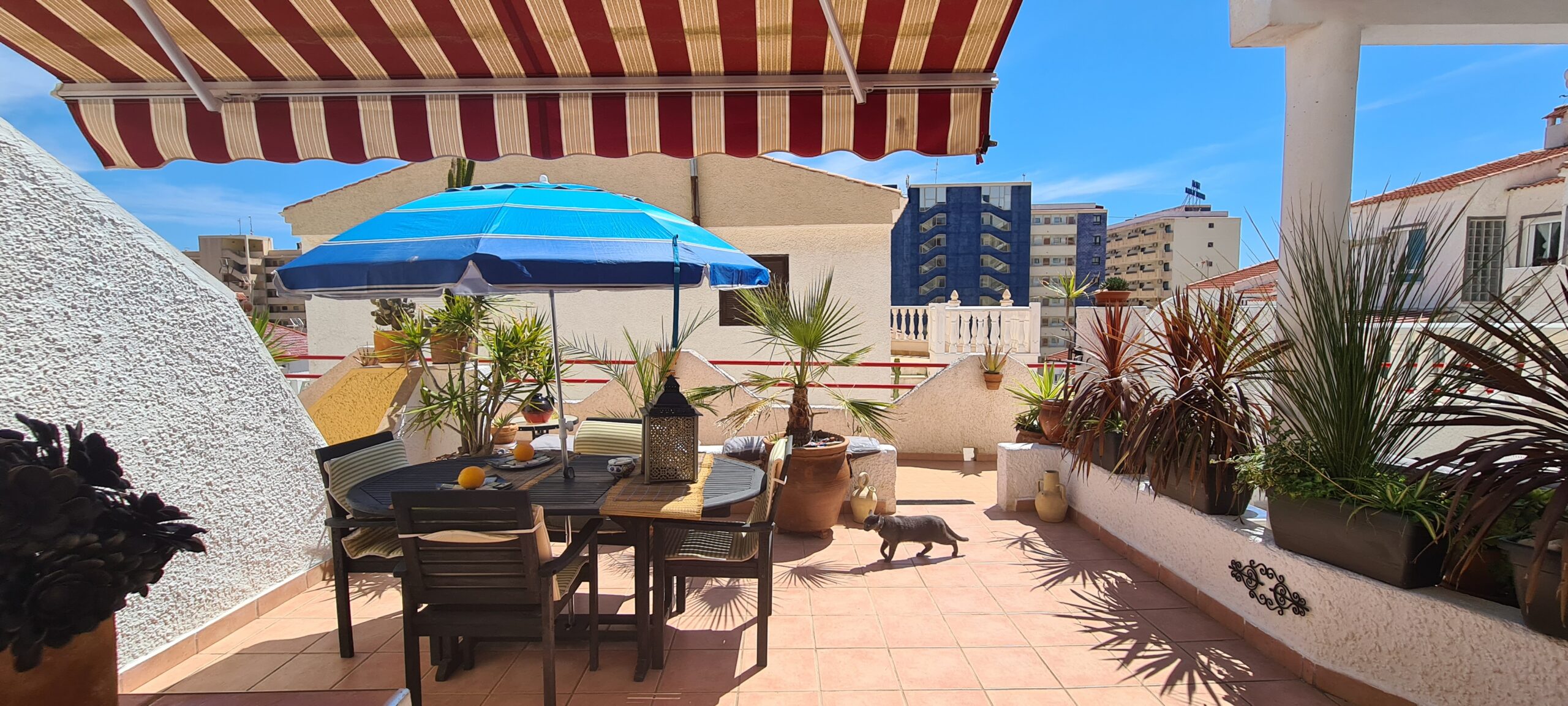 Studio apartment near La Mata beach, Cabo Cervera. image 4